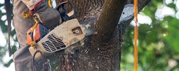 Lincoln Heights, OH Tree Services Company